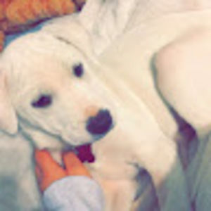 Meet your Posher, Maya